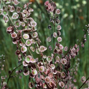 Lace pod, Seinz Ranch