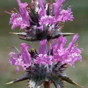 Thistle Sage