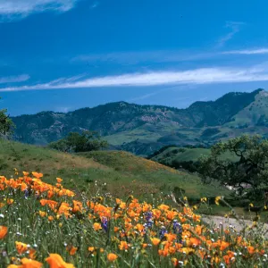 ? Cachuma, Chamberlain Ranch (California Poppy)