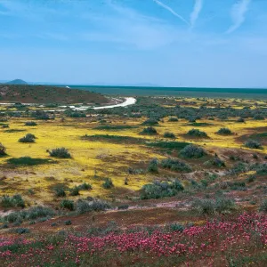 Carrizo Plain