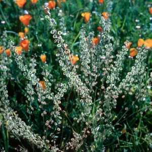 Lace pod, Las Flores