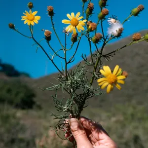 Senecio - Orcutt