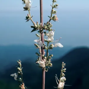 Salvia apiana (White Sage)