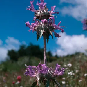 Salvia (sage)