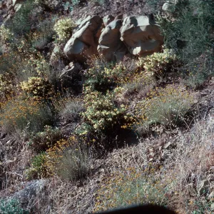 Diplacus, East Camino Cielo