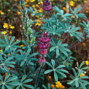 Lupinus succulentus, Cottonwood