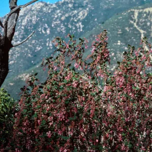 Ribes (Currant, Gooseberry )