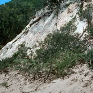 Eriodictyon (Yerba santa), Hollister Ranch