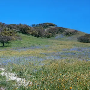 Figueroa Mountain
