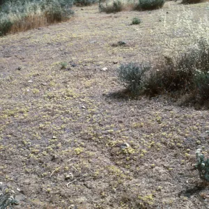 Eriophyllum ?