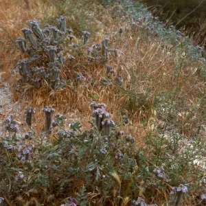 Phacelia, Kenmore Place