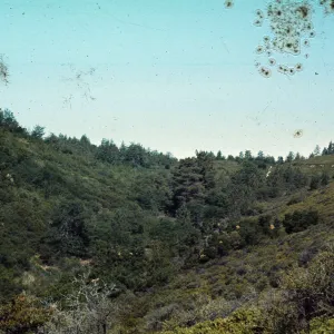 Little Pine 