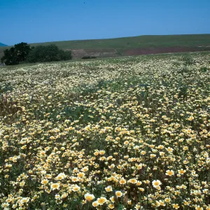 Layia platyglossa, Tidy Tips, Cottonwood