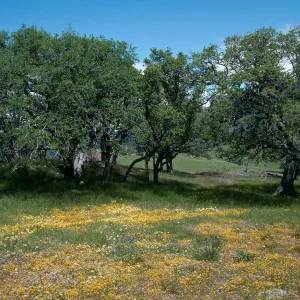 Figueroa Mountain