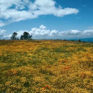Figueroa Mountain