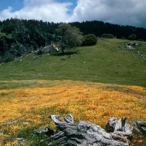 Figueroa Mountain