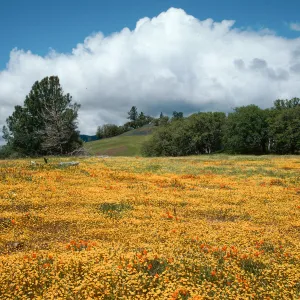 Figueroa Mountain