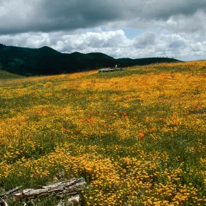 Figueroa Mountain