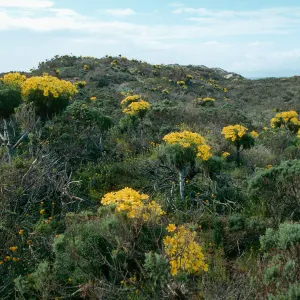 Coreopsis gigantea, Sea Dahlia, Guadalupe Beach