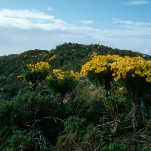 Coreopsis gigantea, Sea Dahlia, Guadalupe Beach