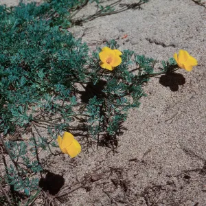 California Poppy, Guadalupe