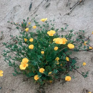 Guadalupe dunes California Poppy
