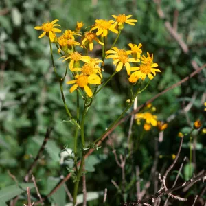 Senecio, Guadalupe