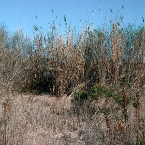 Arundo