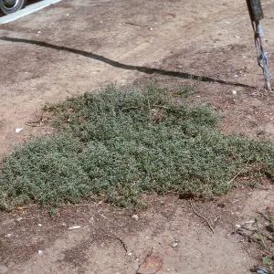 Atriplex semibaccata