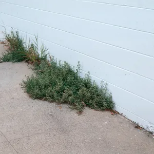 Atriplex semibaccata