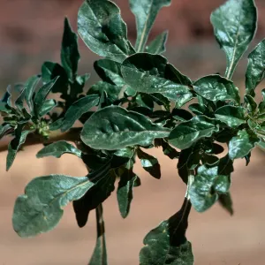Amaranthus ? & black ? leaves