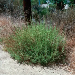 Amaranthus tumble[weed]