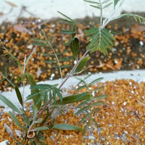 Acacia melanoxylon, 2 leaves