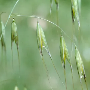 Avena fatua c