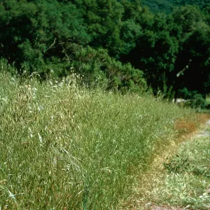 Avena field
