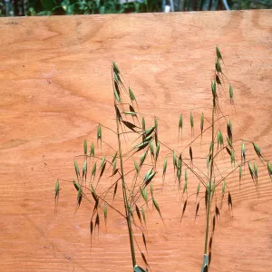 Avena fatua c