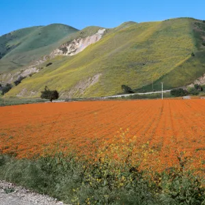 Brassica nigra, California Poppy