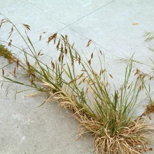Bromus
