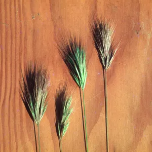 Bromus rubens c
