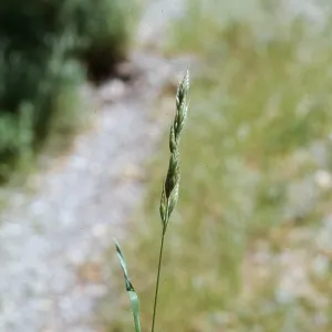 Bromus mollis ?