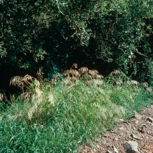 Smilo grass