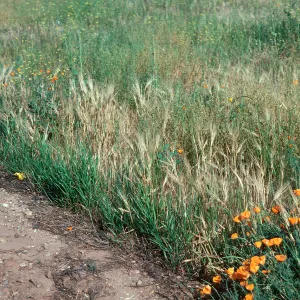 Bromus rigidus ? Ripcut Grass ?, California Poppy)