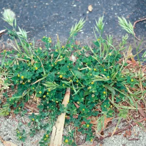 Bromus mollis, Medicago hispida
