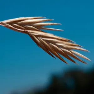 Bromus fruit 