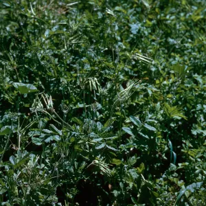 Filaree fruit