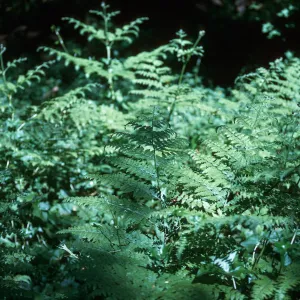 Bracken Fern