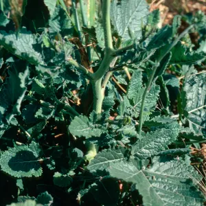 Brassica geniculata leaves