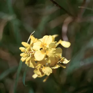 Brassica ?