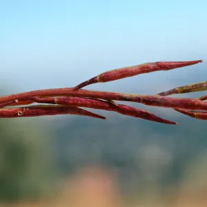 Brassica arvensis fruit