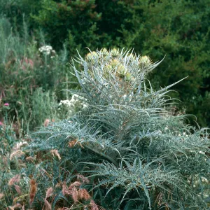 Artichoke Thistle, Hollister Ranch